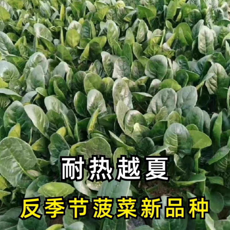耐热菠菜种子火烈鸟夏播抗热高温油亮大叶抗病油亮菠菜蔬菜种