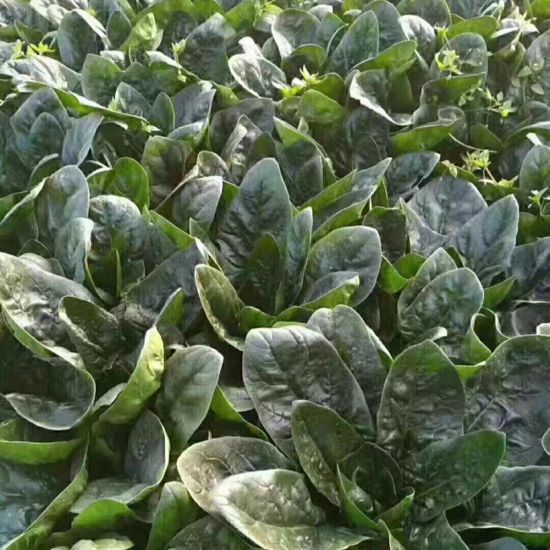 耐热菠菜种子火烈鸟夏播抗热高温油亮大叶抗病油亮菠菜蔬菜种