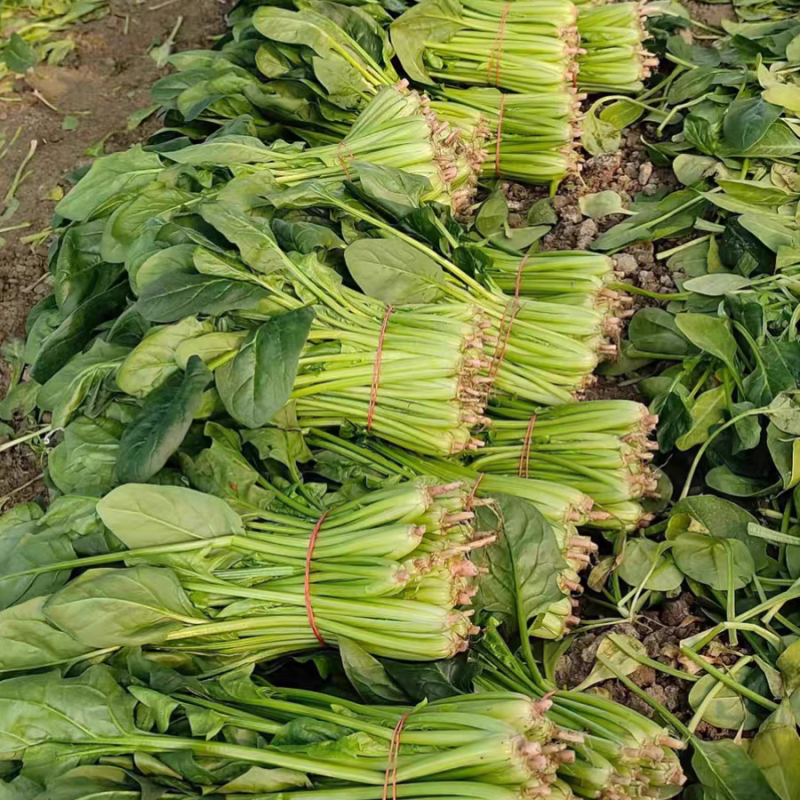 耐热菠菜种子火烈鸟夏播抗热高温油亮大叶抗病油亮菠菜蔬菜种