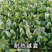 耐热菠菜种子火烈鸟夏播抗热高温油亮大叶抗病油亮菠菜蔬菜种