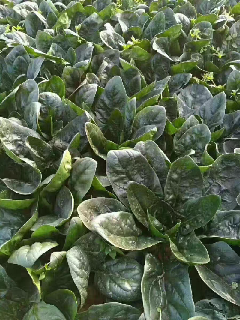 耐热菠菜种子火烈鸟夏播抗热高温油亮大叶抗病油亮菠菜蔬菜种