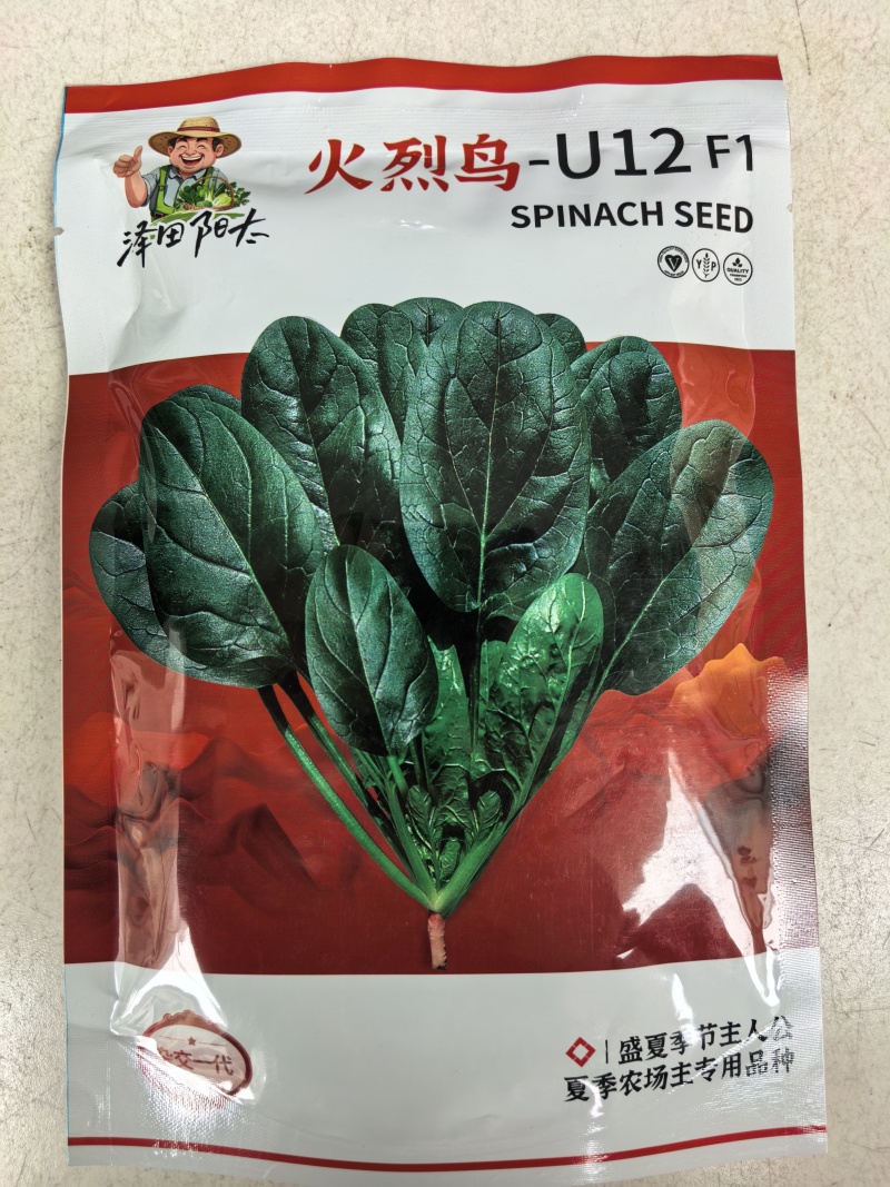 耐热菠菜种子火烈鸟夏播抗热高温油亮大叶抗病油亮菠菜蔬菜种