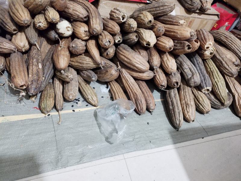 丝瓜络