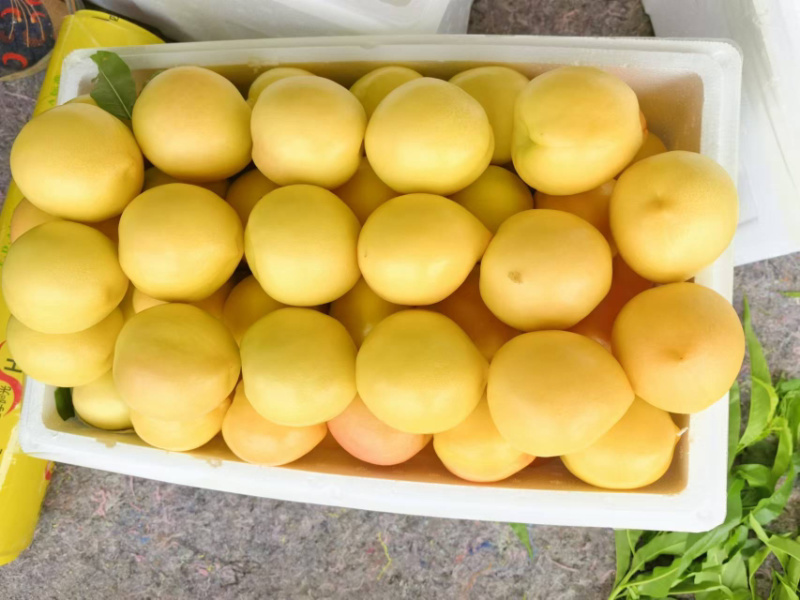 山东日照莒县油桃大量上市品质保证一手货源欢迎老板来电