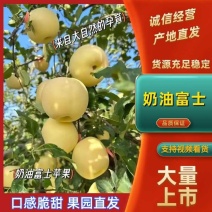 精品栖霞奶油富士货源充足脆甜，量大从优，致电联系