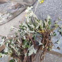 翻白草