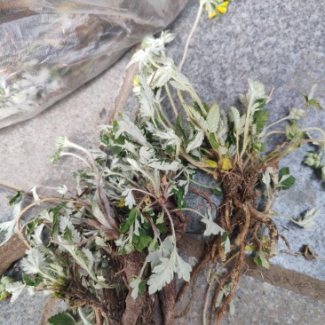 翻白草
