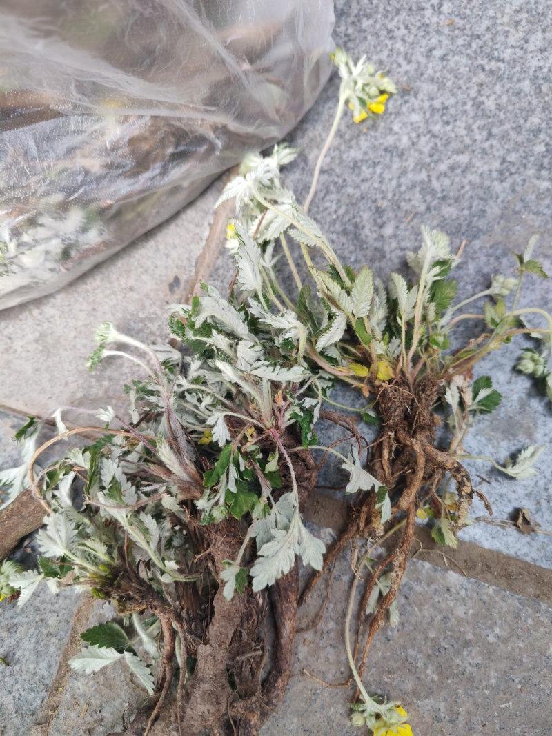 翻白草
