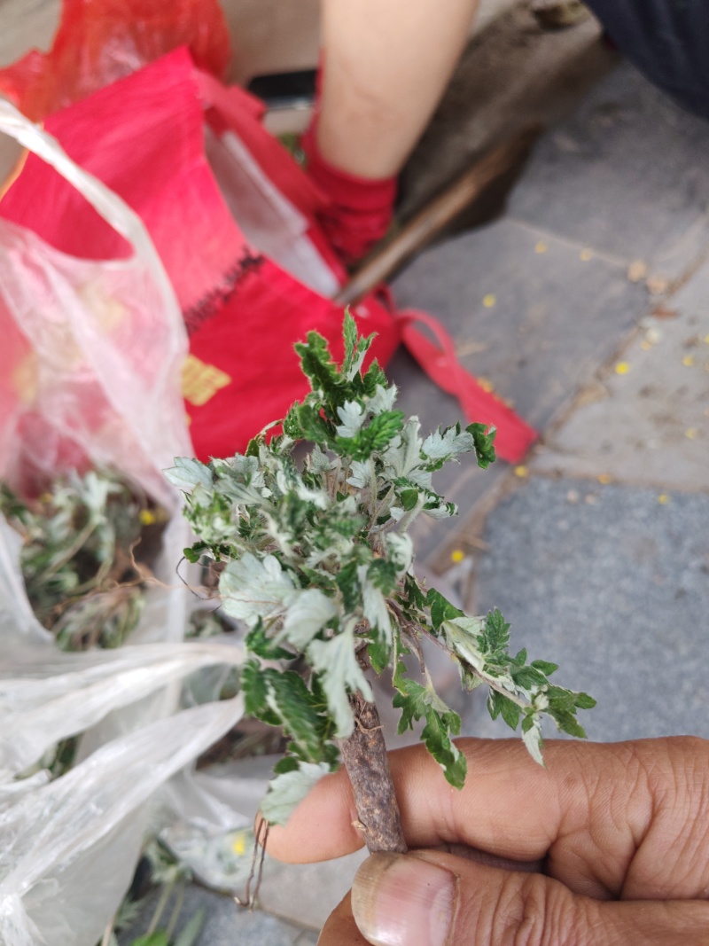 翻白草