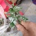 翻白草