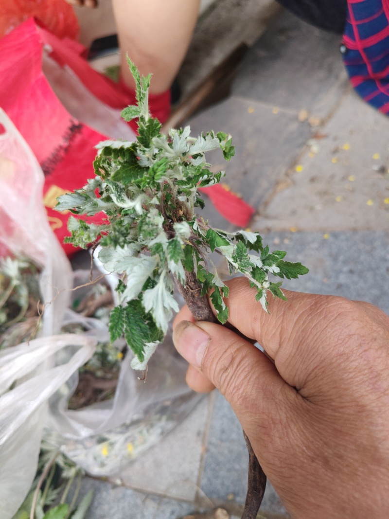 翻白草