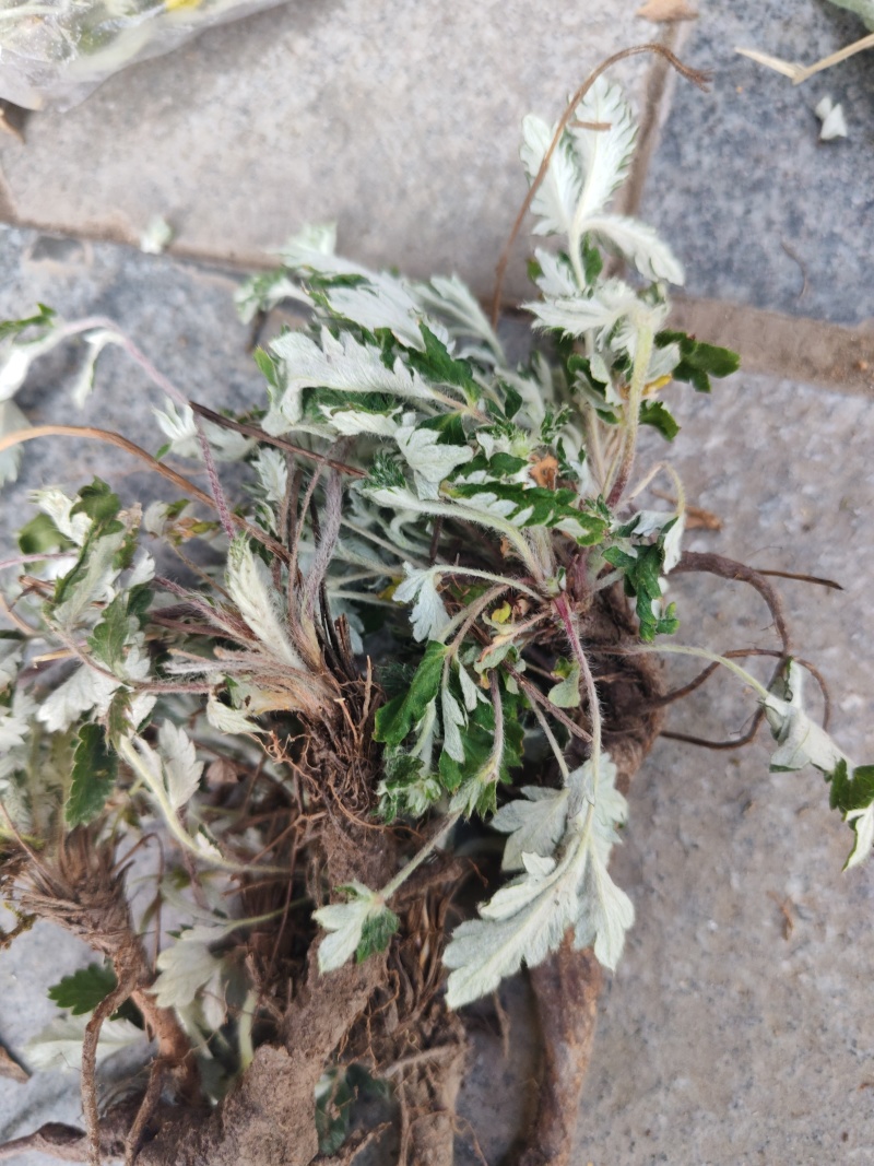 翻白草