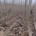 正宗无絮杨树苗现挖现卖基地直销量大提供发票