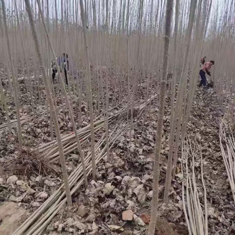 正宗无絮杨树苗现挖现卖基地直销量大提供发票