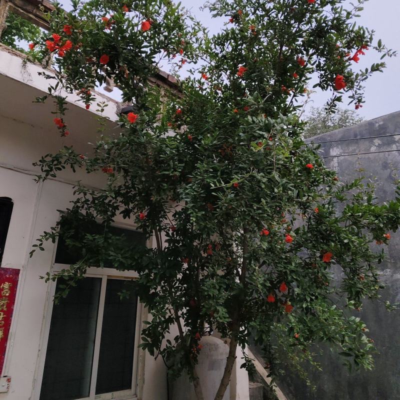 石榴树