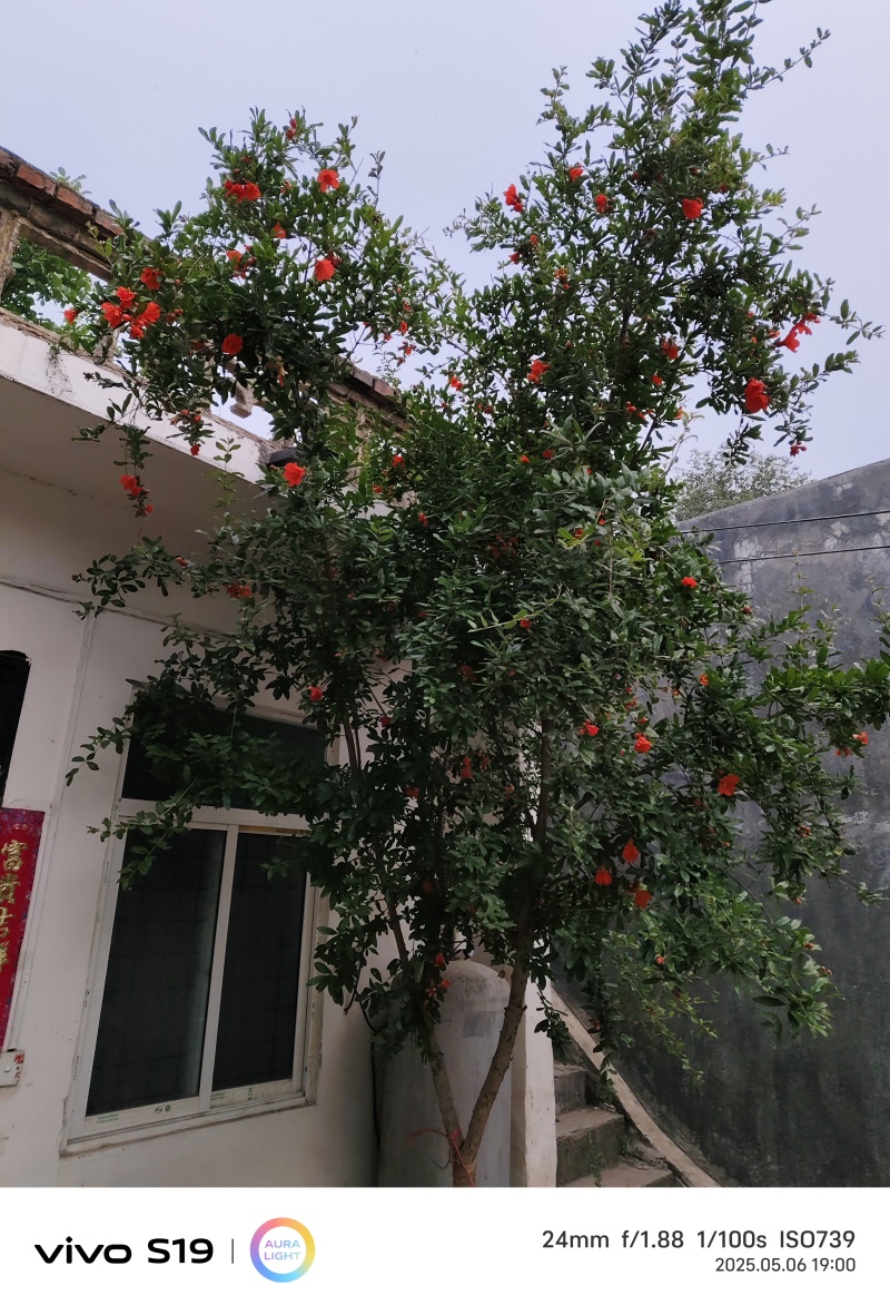 石榴树