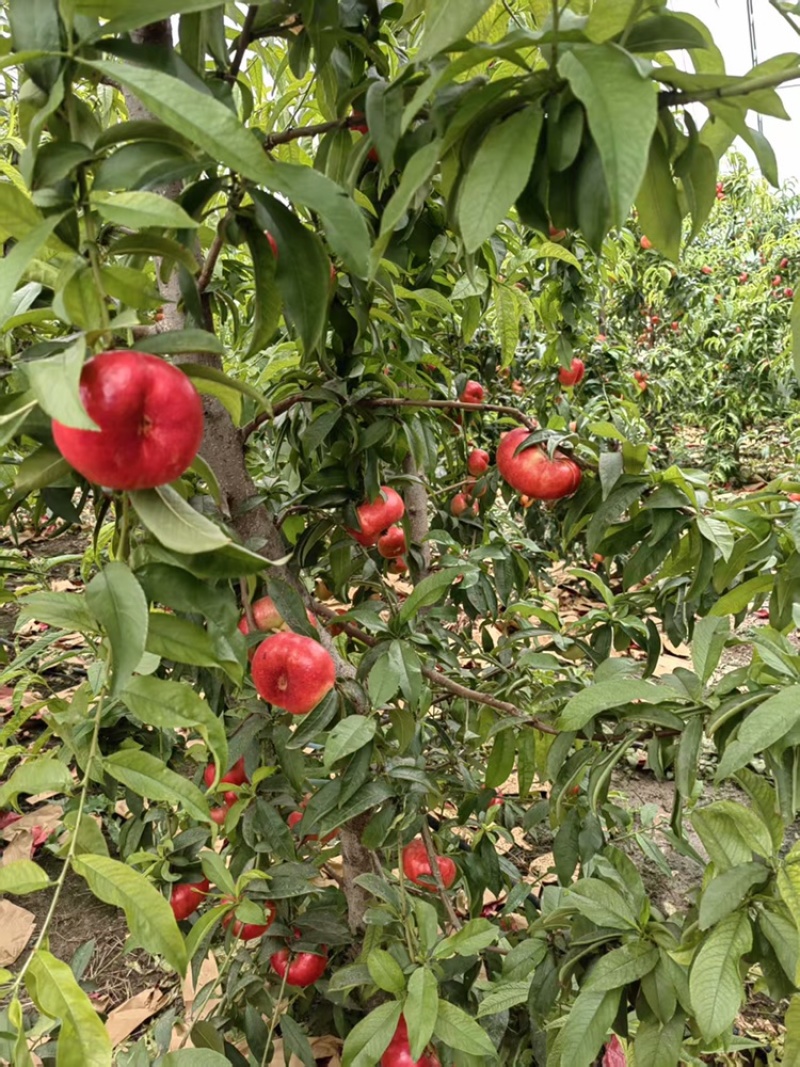 河北精选蟠桃/油蟠桃/金苹美蟠桃/量大价美