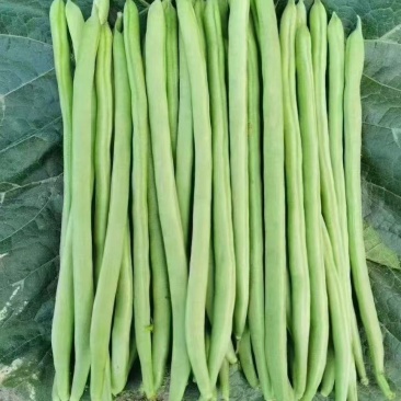 四季豆