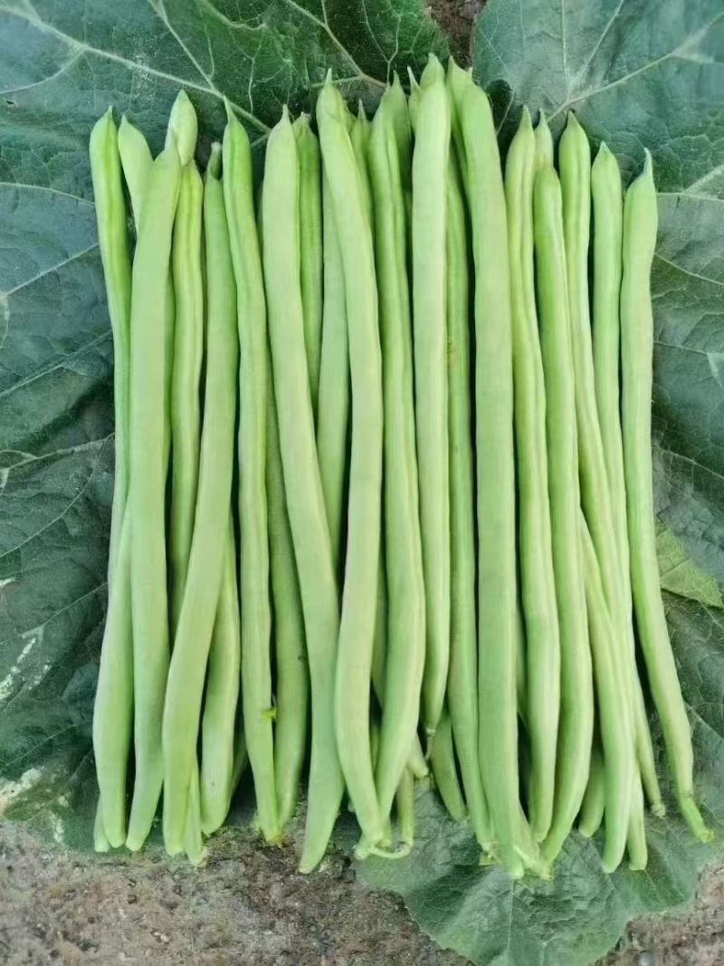 四季豆
