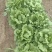 预售球生菜40亩地