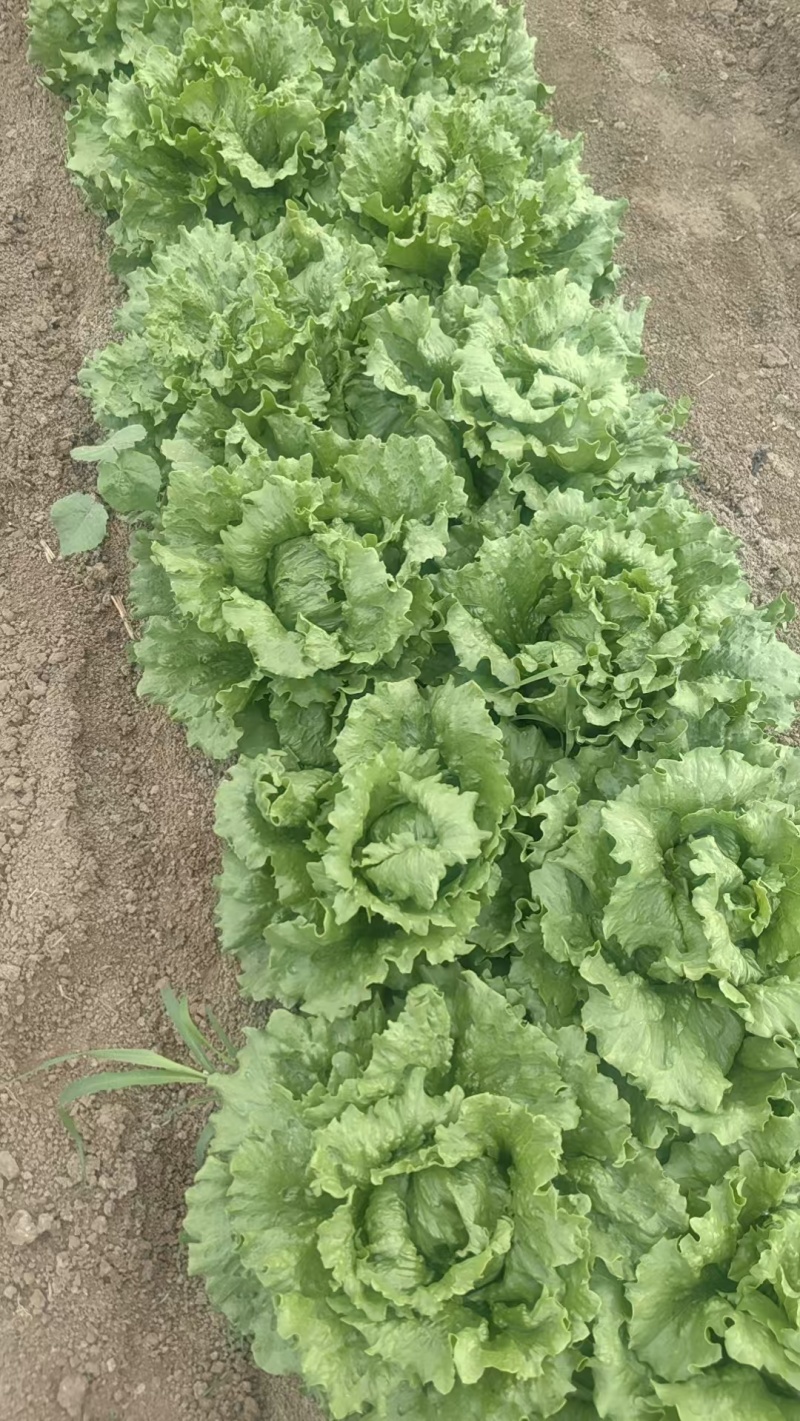 预售球生菜40亩地
