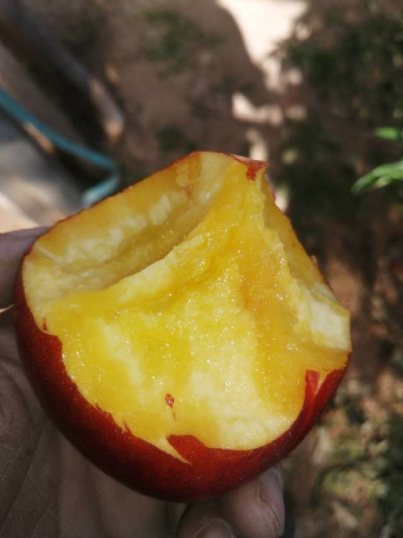 特大黄肉脆甜红油桃