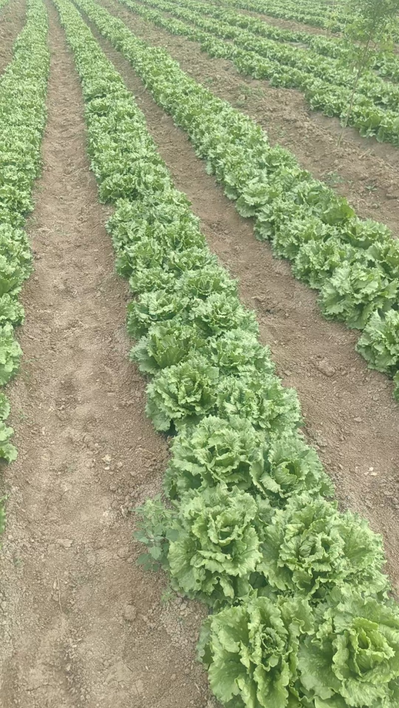 预售球生菜40亩地