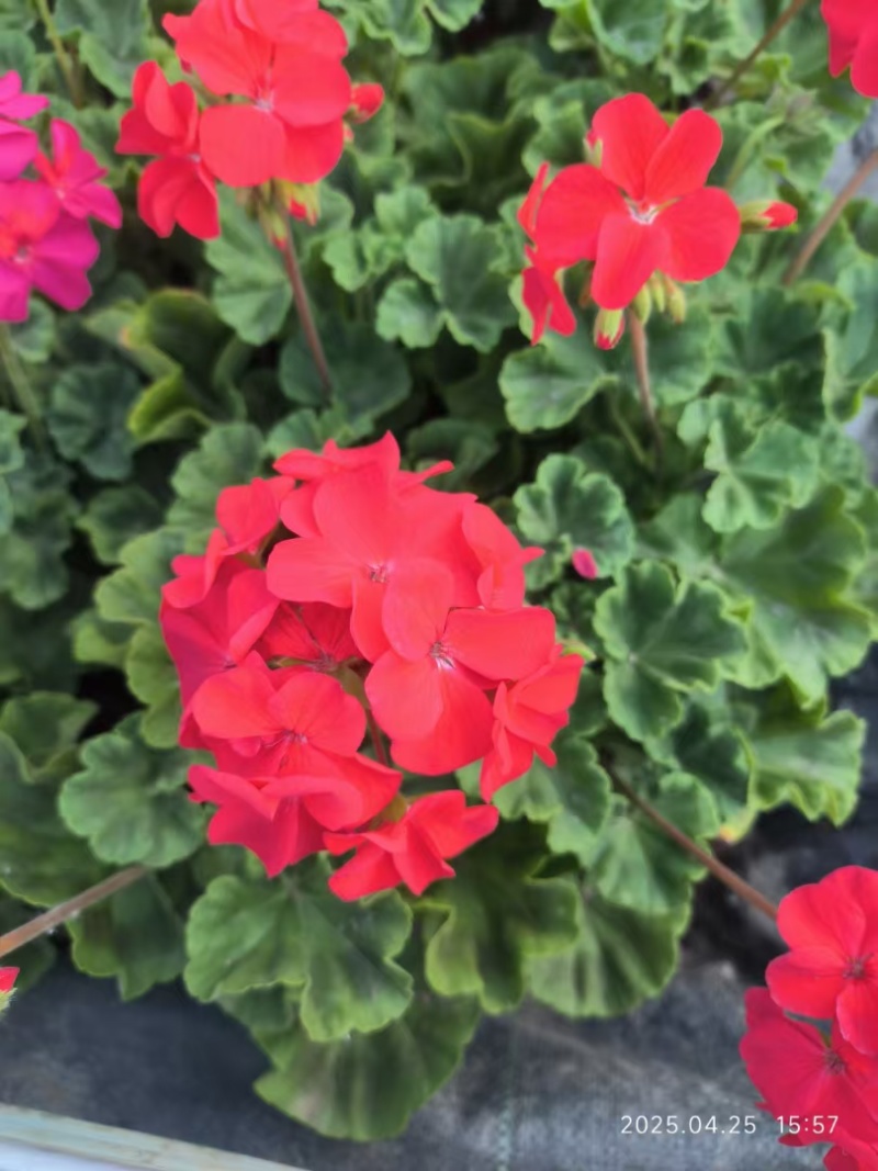 太原市晋源区花卉基地售卖各种草花价格优惠，需要的老板联系