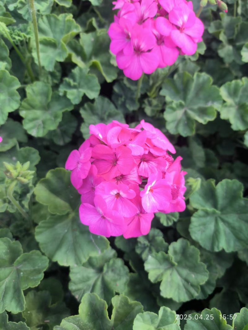 太原市晋源区花卉基地售卖各种草花价格优惠，需要的老板联系