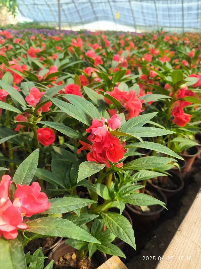 太原市晋源区花卉基地售卖各种草花价格优惠，需要的老板联系