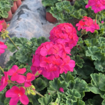 太原市晋源区花卉基地售卖各种草花价格优惠，需要的老板联系