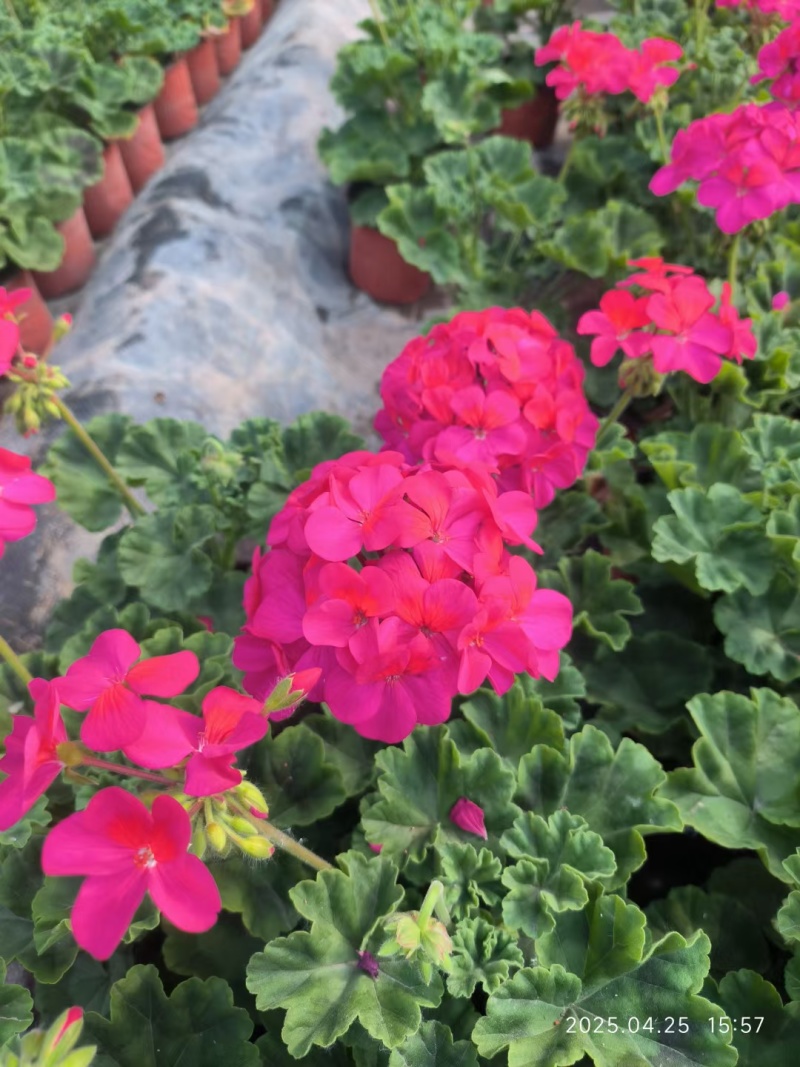太原市晋源区花卉基地售卖各种草花价格优惠，需要的老板联系