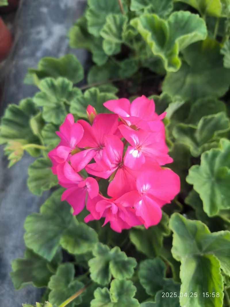 太原市晋源区花卉基地售卖各种草花价格优惠，需要的老板联系