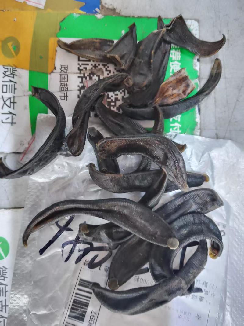 朝鲜水蛭