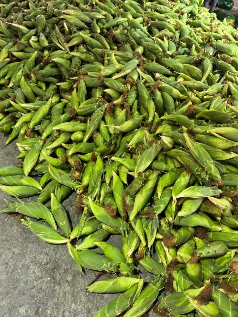 【牛商推荐-云南元谋甜玉米】甄选甜玉米产地直发