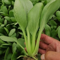 精品小油菜/山东小油菜/产地货源/全国供应电商市场