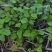 宜春枫香芽苗枫香树苗新鲜现货大量上市