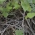 宜春枫香芽苗枫香树苗新鲜现货大量上市