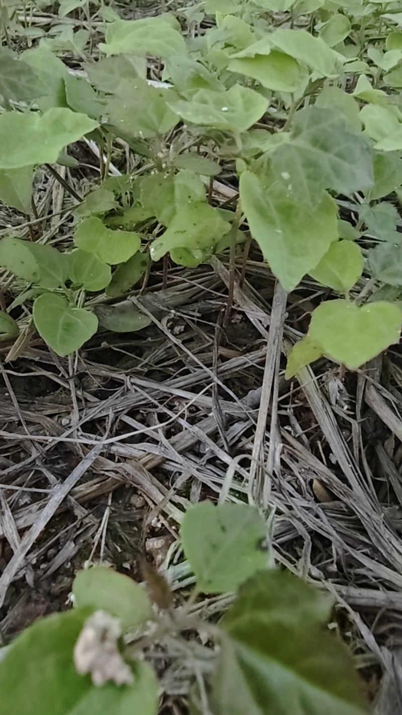 宜春枫香芽苗枫香树苗新鲜现货大量上市