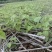 宜春枫香芽苗枫香树苗新鲜现货大量上市