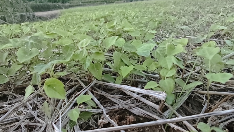 宜春枫香芽苗枫香树苗新鲜现货大量上市