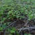 宜春枫香芽苗枫香树苗新鲜现货大量上市