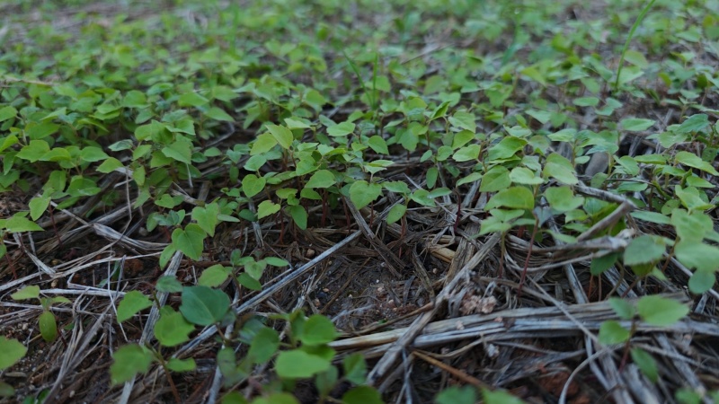 宜春枫香芽苗枫香树苗新鲜现货大量上市
