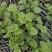宜春枫香芽苗枫香树苗新鲜现货大量上市