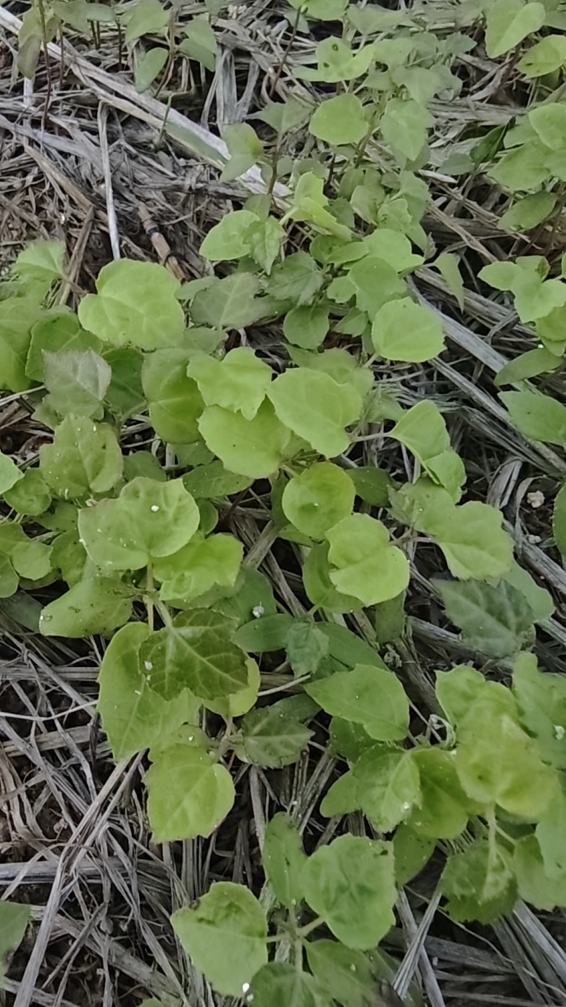 宜春枫香芽苗枫香树苗新鲜现货大量上市
