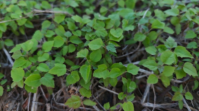 宜春枫香芽苗枫香树苗新鲜现货大量上市