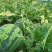 红蜜802西瓜红蜜西瓜四川绵阳产区一手货源大量供应