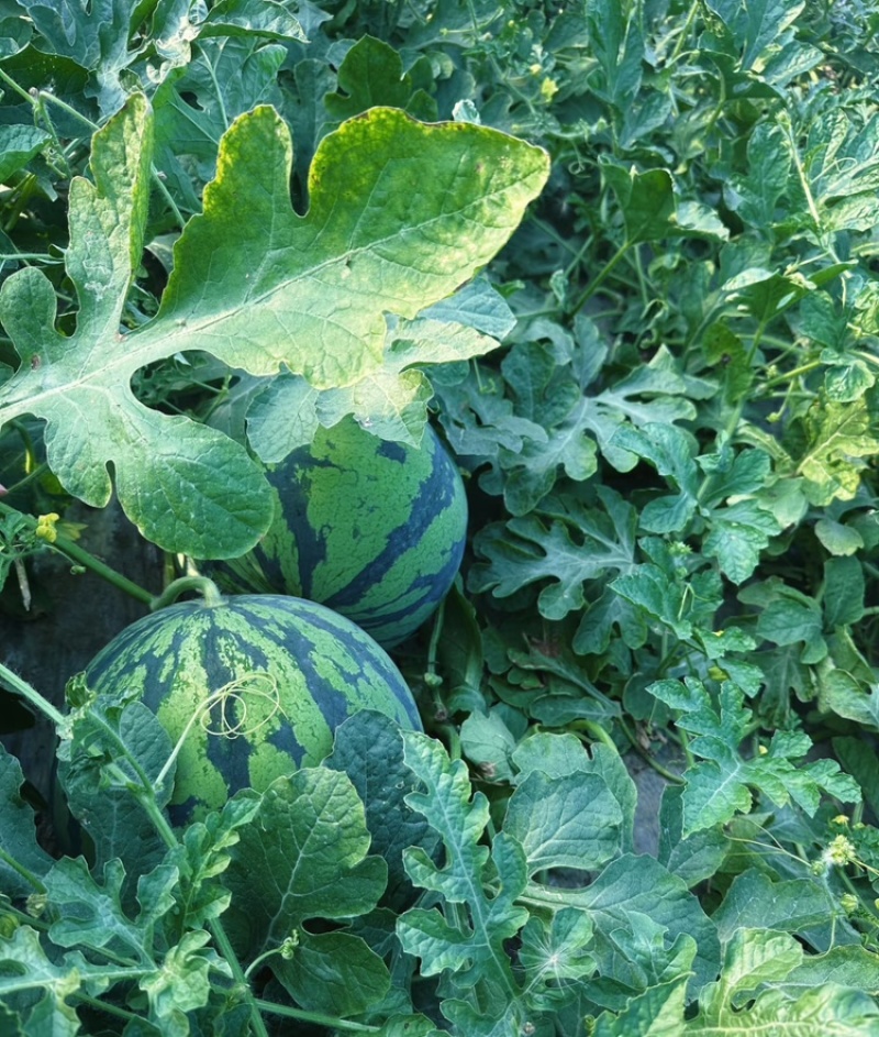 红蜜802西瓜红蜜西瓜四川绵阳产区一手货源大量供应