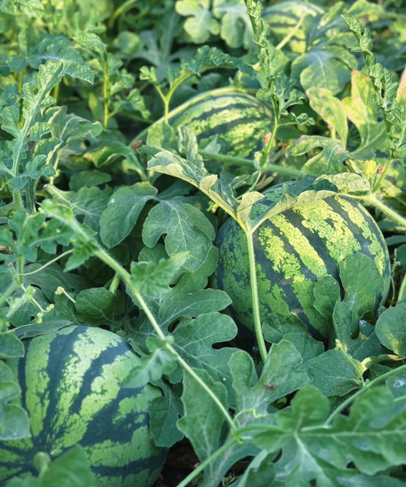 红蜜802西瓜红蜜西瓜四川绵阳产区一手货源大量供应