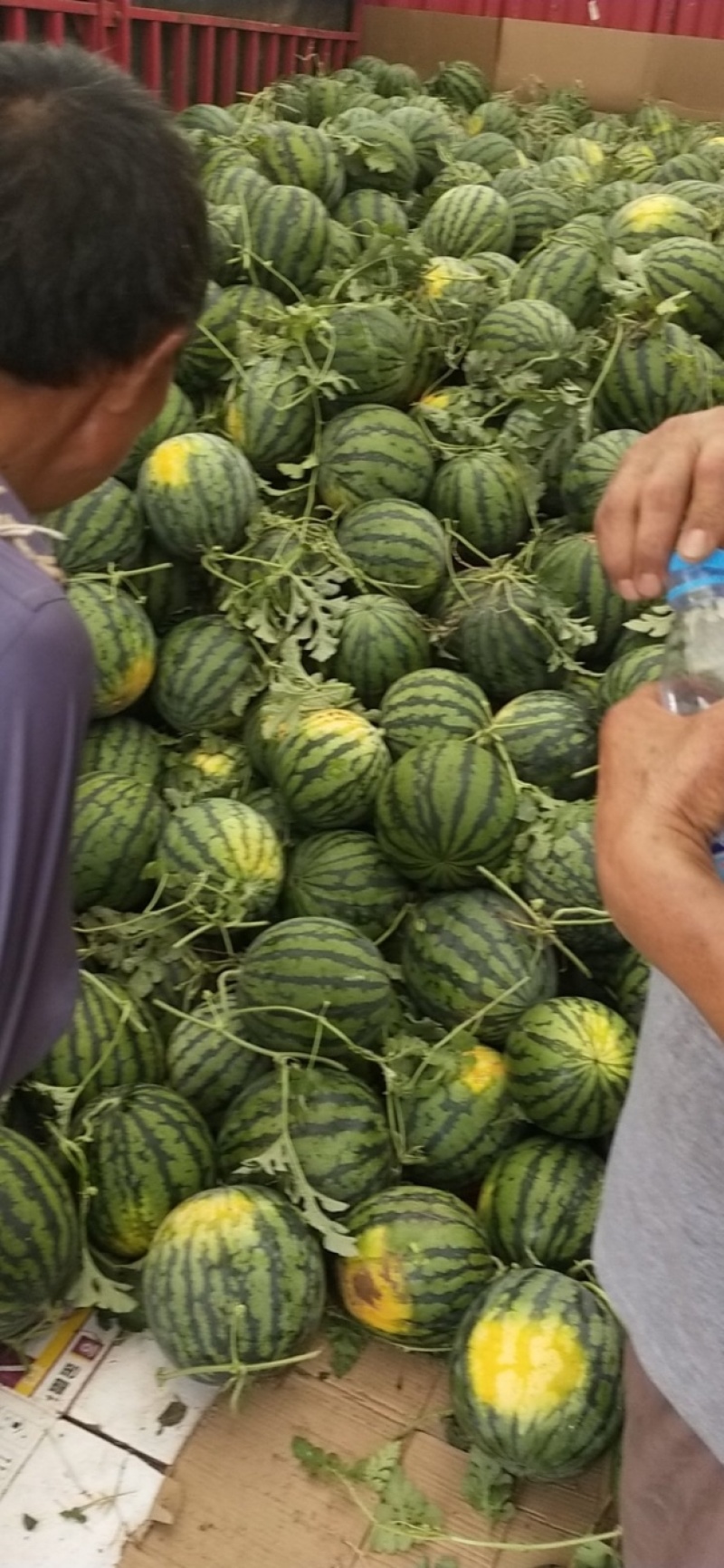 红蜜802西瓜红蜜西瓜四川绵阳产区一手货源大量供应
